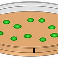 Mold in Petri Dish Clip Art