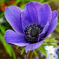 Most Beautiful Blue Flowers