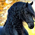 Most Beautiful Horse Breeds