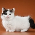 Munchkin Cat Black and White
