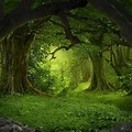Mystic Forest Desktop Wallpaper