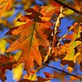 Oak Leaf Fall Colors