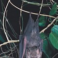 Old World Leaf-Nosed Bat