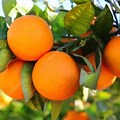 Orange Fruit in Green Leaves