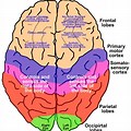 Parts of the Brain Top View