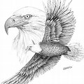 Pen Drawing of an Eagle Flying