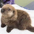 Pet Sea Otter