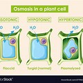 Plant Cell Osmosis Meme