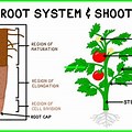 Plant Root and Shoot Clip Art