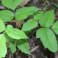 Poison Ivy Plant in Papua New Guinea