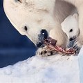 Polar Bear Looking for Food