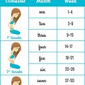 Pregnancy Month Calculator by Week