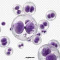 Purple Cell Structure PNG