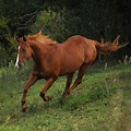 Quarter Horse Gallop