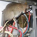 Rat Eating Computer