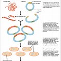 Recombinant DNA Cloning Plasmid Diagram