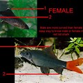 Red Tail Shark Male or Female