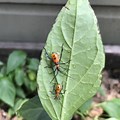 Red and Green Bugs in Garden