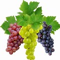 Red and Green Grapes with White Background