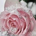 Rose and Snow Wallpaper 4K