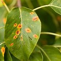 Rust Spots On Pear Tree Leaves