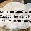 Scabies Treatment for Cats