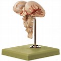 Sculpting a Model of the Brain Stem