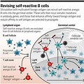 Self-Reactive B Cells Retina
