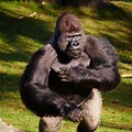 Silverback Gorilla Standing