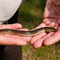 Small Freshwater Eel