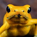 Smiling Poison Dart Frog
