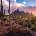 Sonoran Desert Tucson AZ