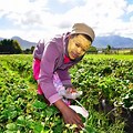 South Africa Agriculture