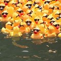 Special Olympics Duck Derby