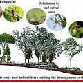 Species Habitat Fragmentation
