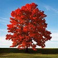 Summer Red Maple Tree Pictures 15 FT