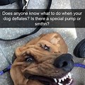 Super Funny Dog Memes
