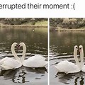 Swan Meme Black Background