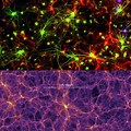 The Brain Cell Universe