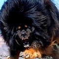 The Strongest Dog in the World Top 10