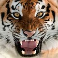 Tiger Wallpaper 8K Ultra HD
