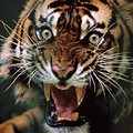 Tiger in Woods Wallpaper with Angry Face