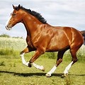 Top 10 Horse Breeds