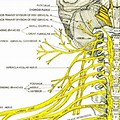 Trigeminal Nerve Cervical Spinal Cord