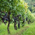 Vine Tree Grapes