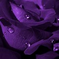Violet Wallpaper with Translucent Flowers