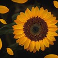 Wallpapers for Desktop 4K Sunflower