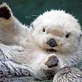 White Sea Otter