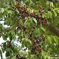 Wild Black Cherry Tree of Southern Illinois