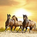 Wild Horse Desktop Backgrounds